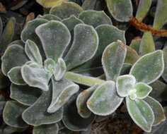 Image of Echeveria pulvinata Rose