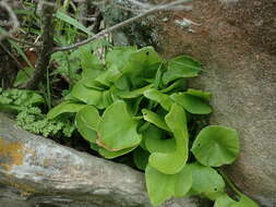 Image of Indian lettuce