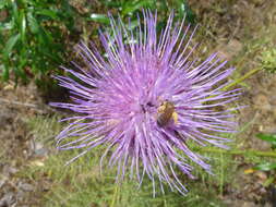 Image of Cynara humilis L.