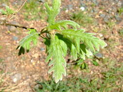 Image of Iberian white oak