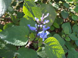 Imagem de Plectranthus zuluensis T. Cooke