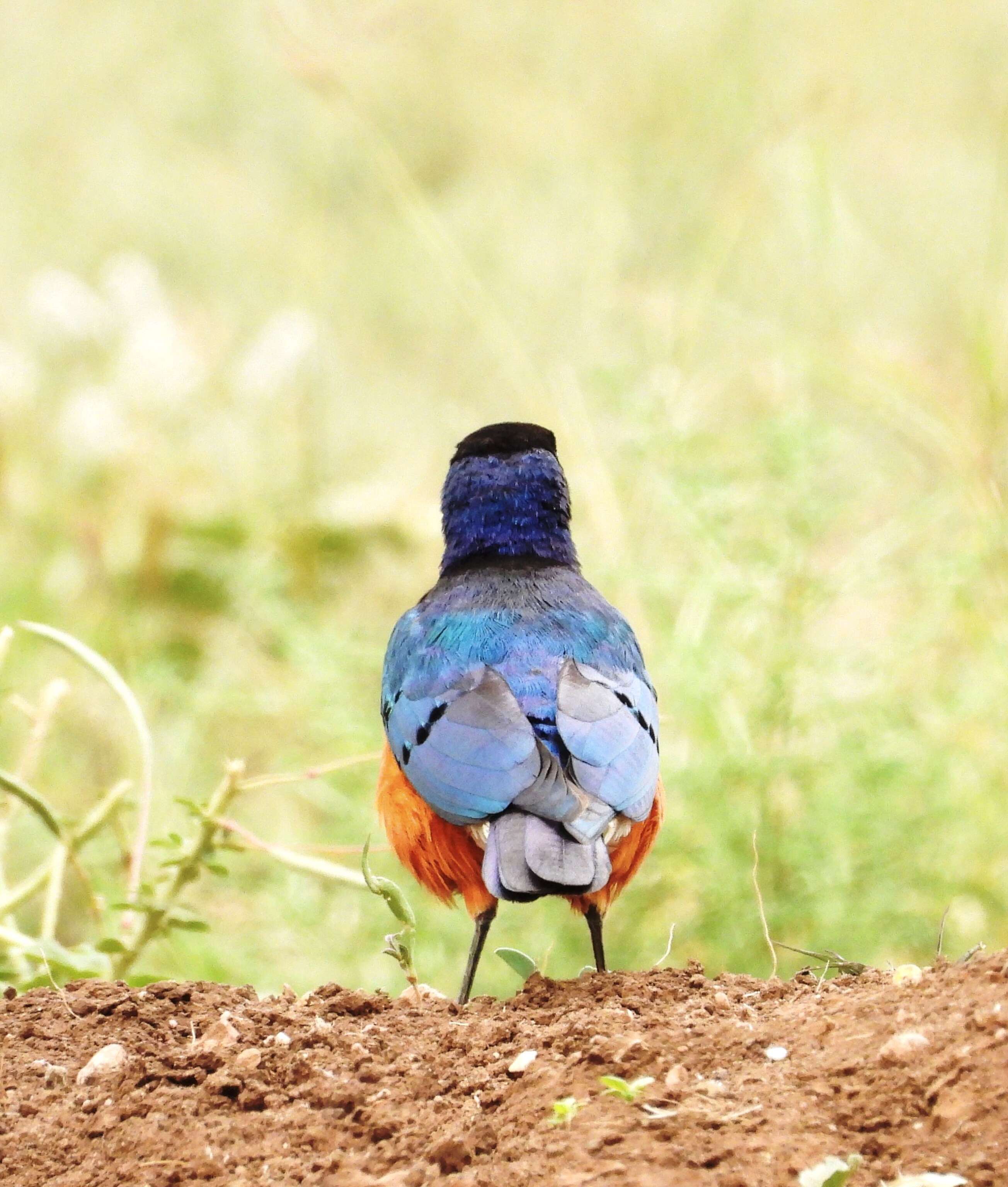 Image of Superb Starling