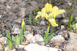 Plancia ëd Iris pumila L.