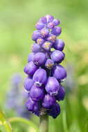 Image of Armenian grape hyacinth