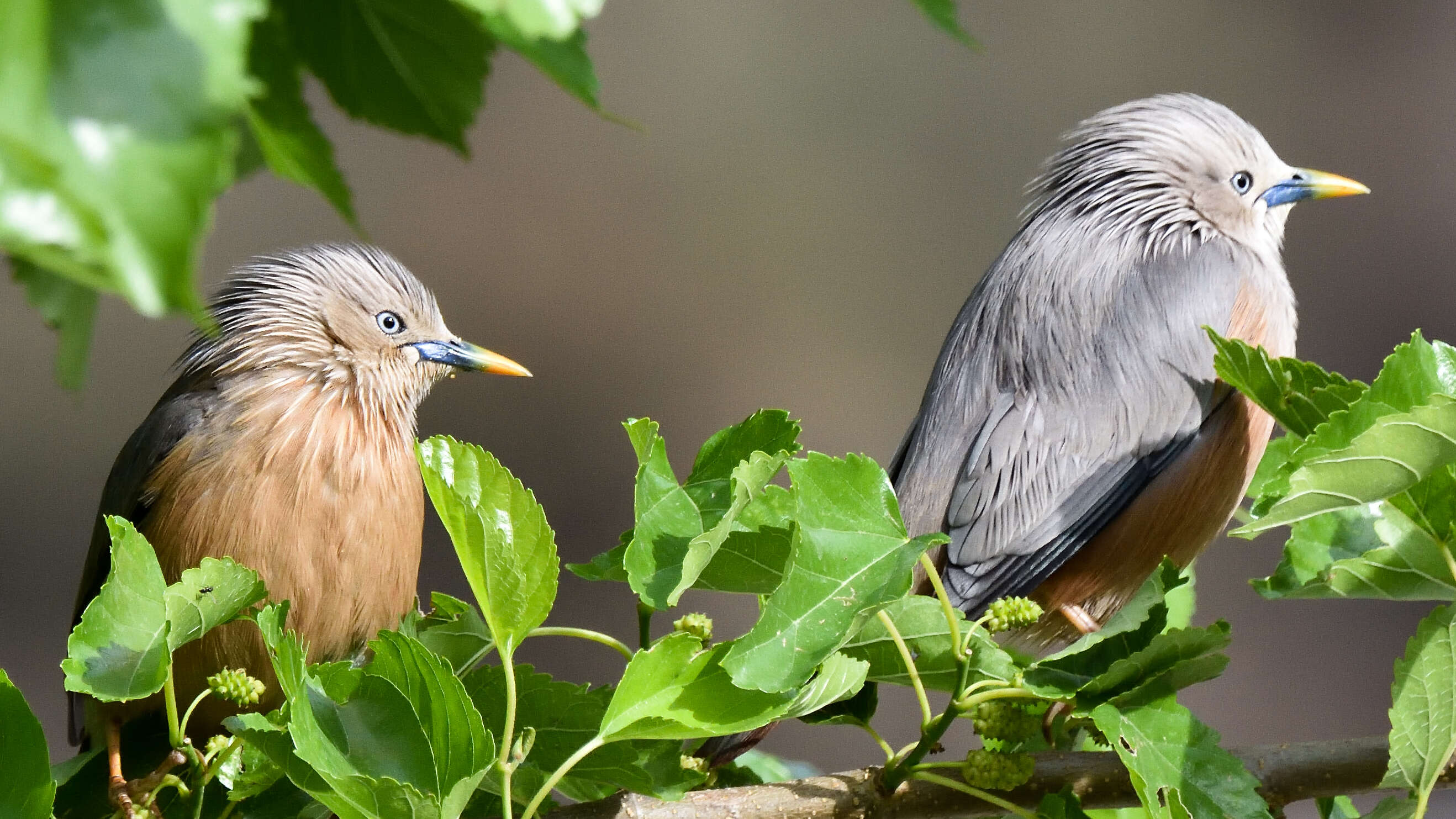 Image of Chestnut-tailed Starling