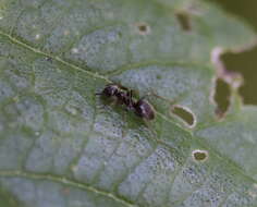 Image of Small black ant