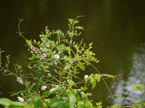 Image of Rosy Milkweed Vine