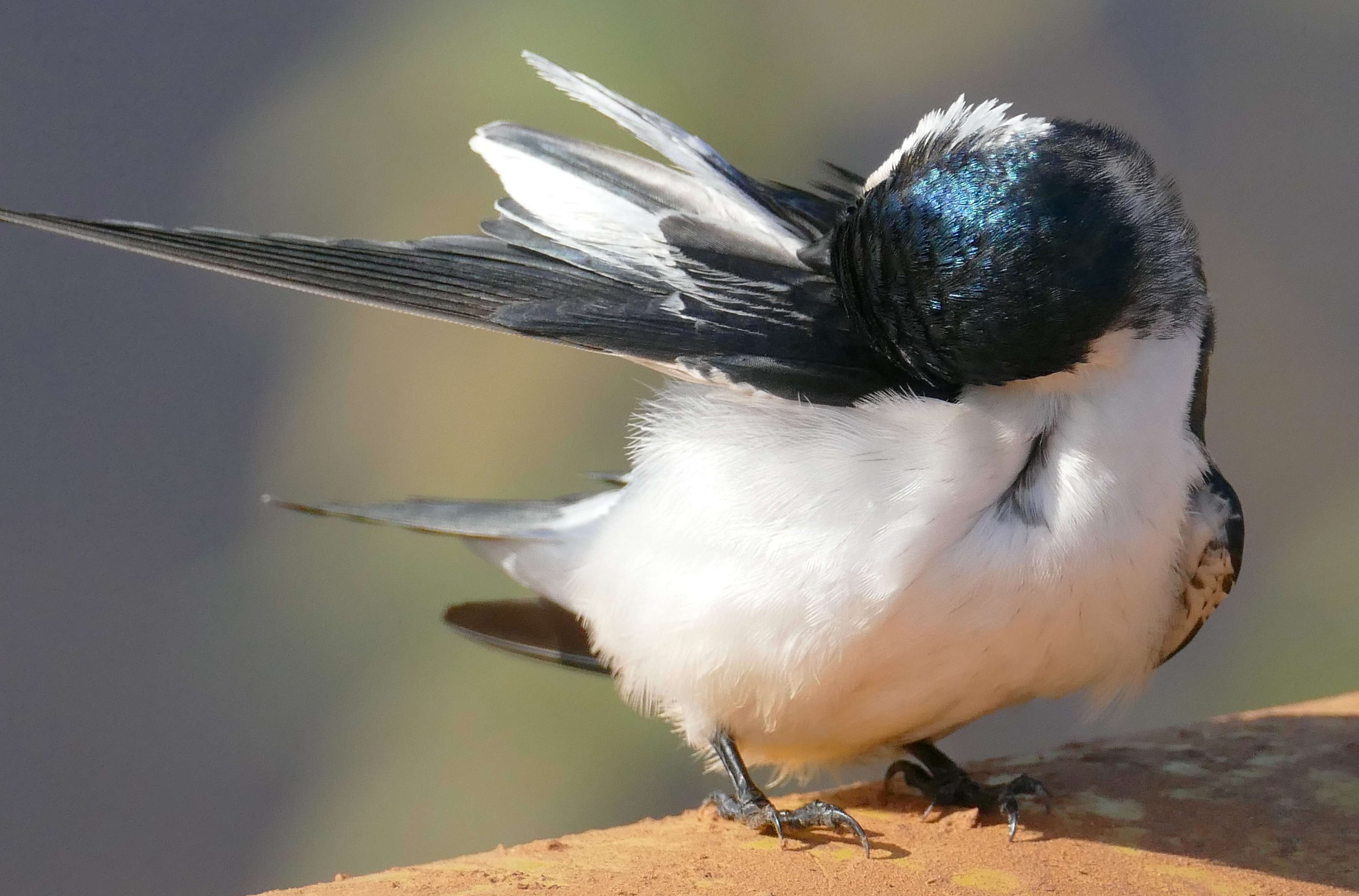 Image of White-winged Swallow