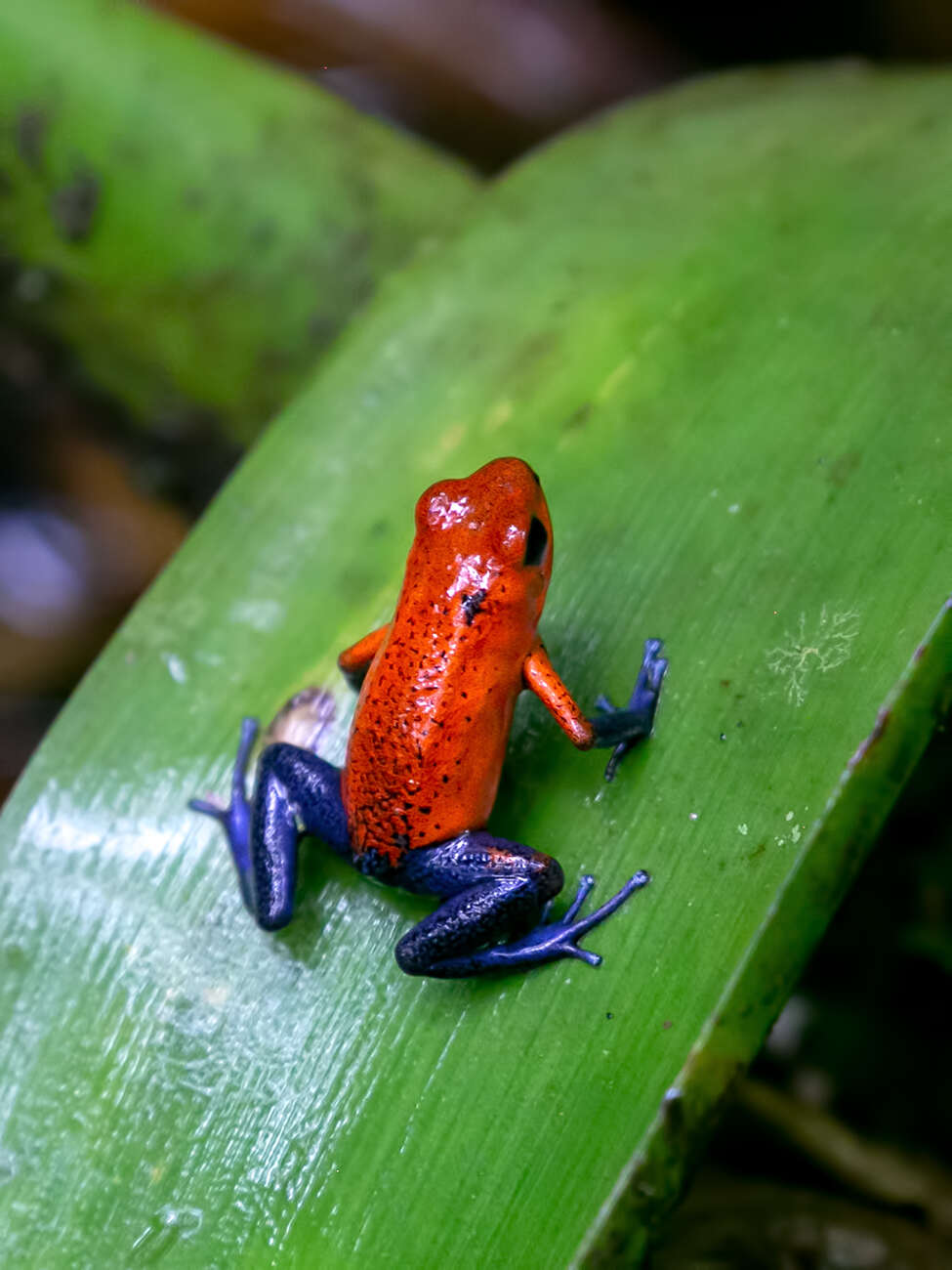 Imagem de Oophaga pumilio (Schmidt 1857)