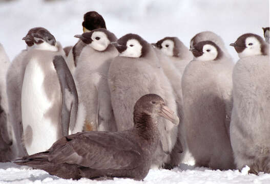 Image of Antarctic Giant-Petrel