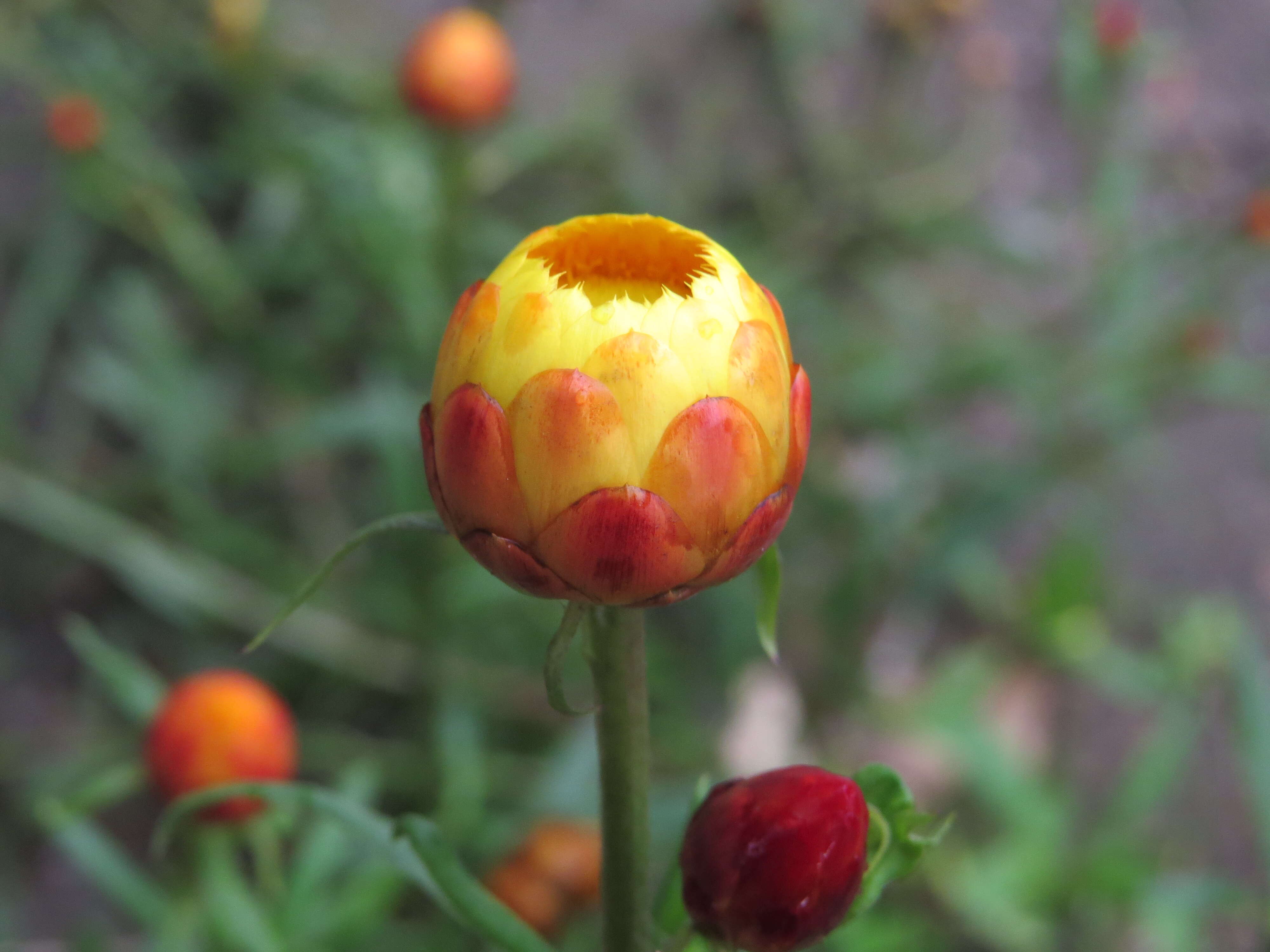 Image of bracted strawflower