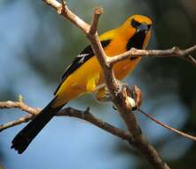 Image of Yellow Oriole