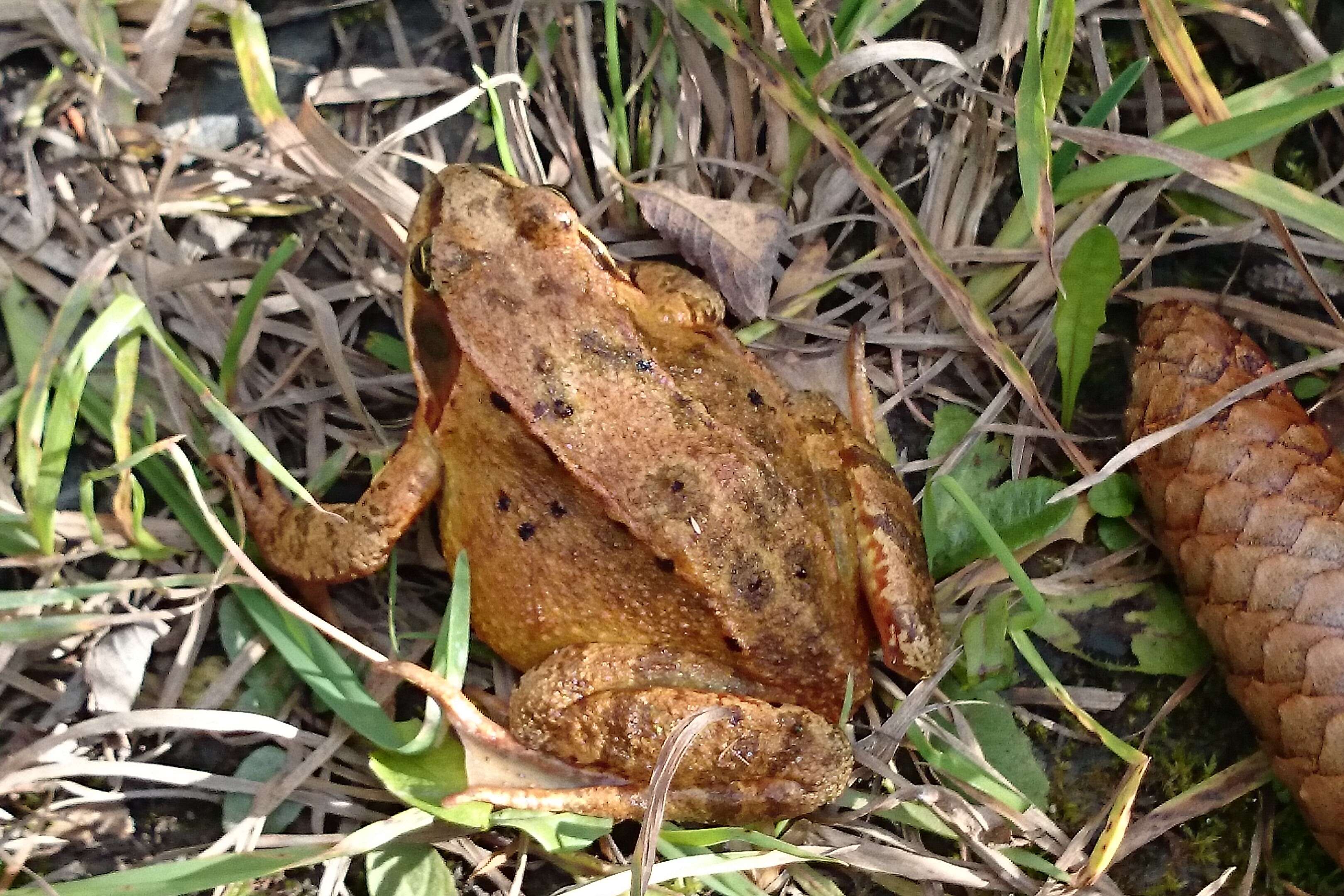 Image of Common frog