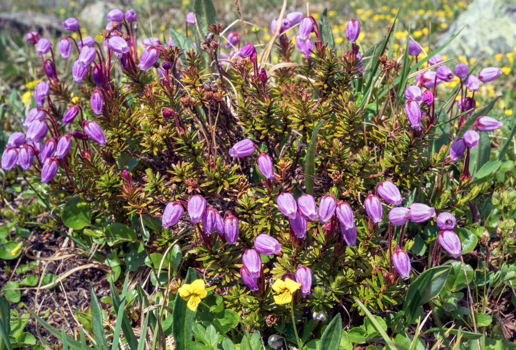 Image of blue mountainheath