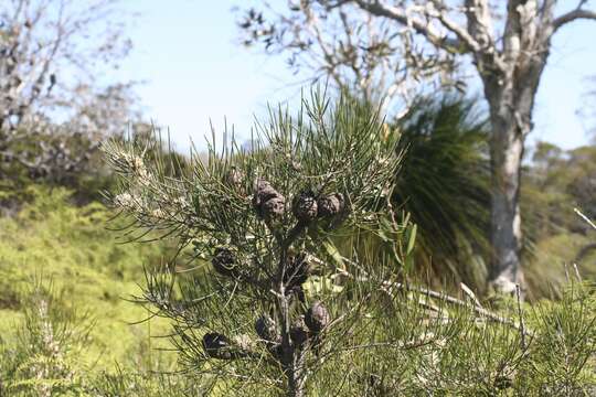 Image of Hakea actites W. R. Barker