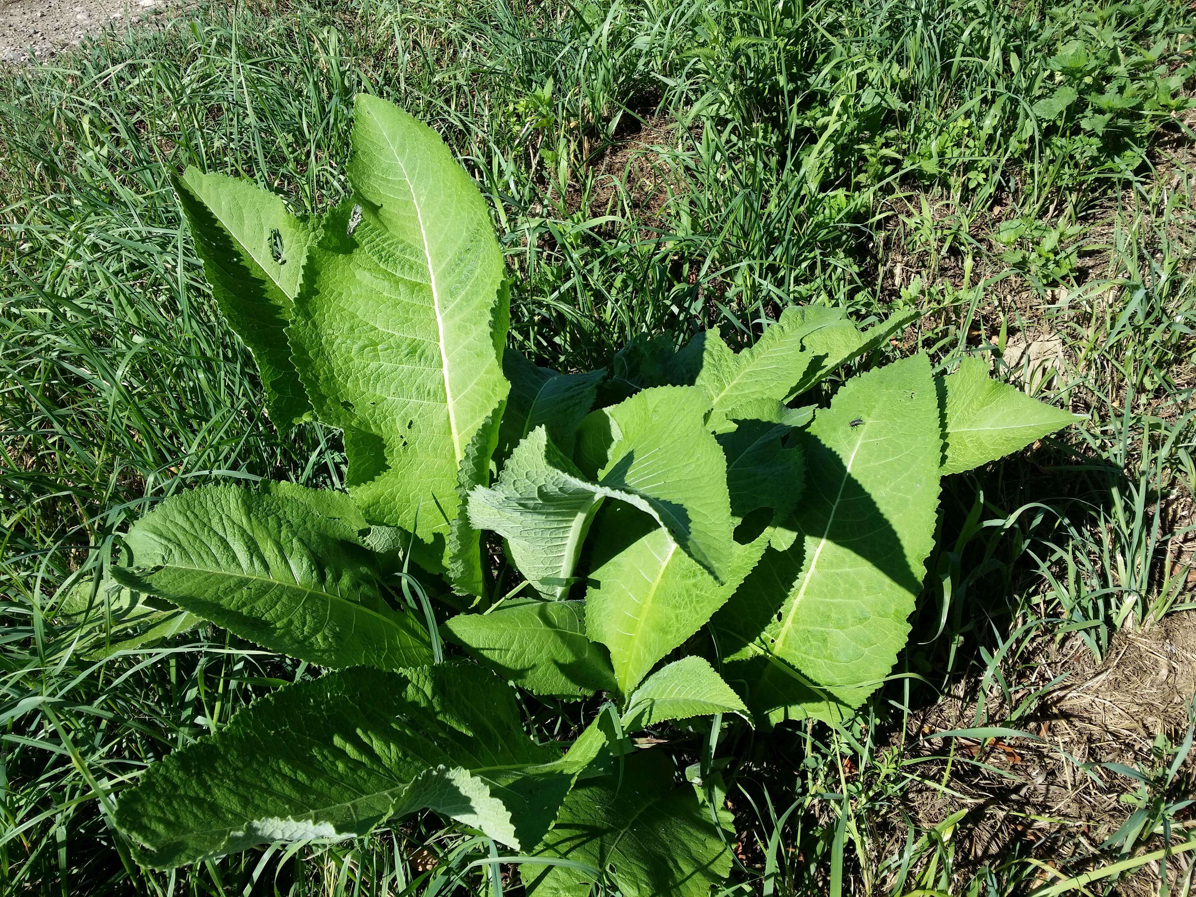 Inula helenium L. resmi