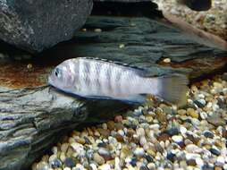 Image of Demason's cichlid