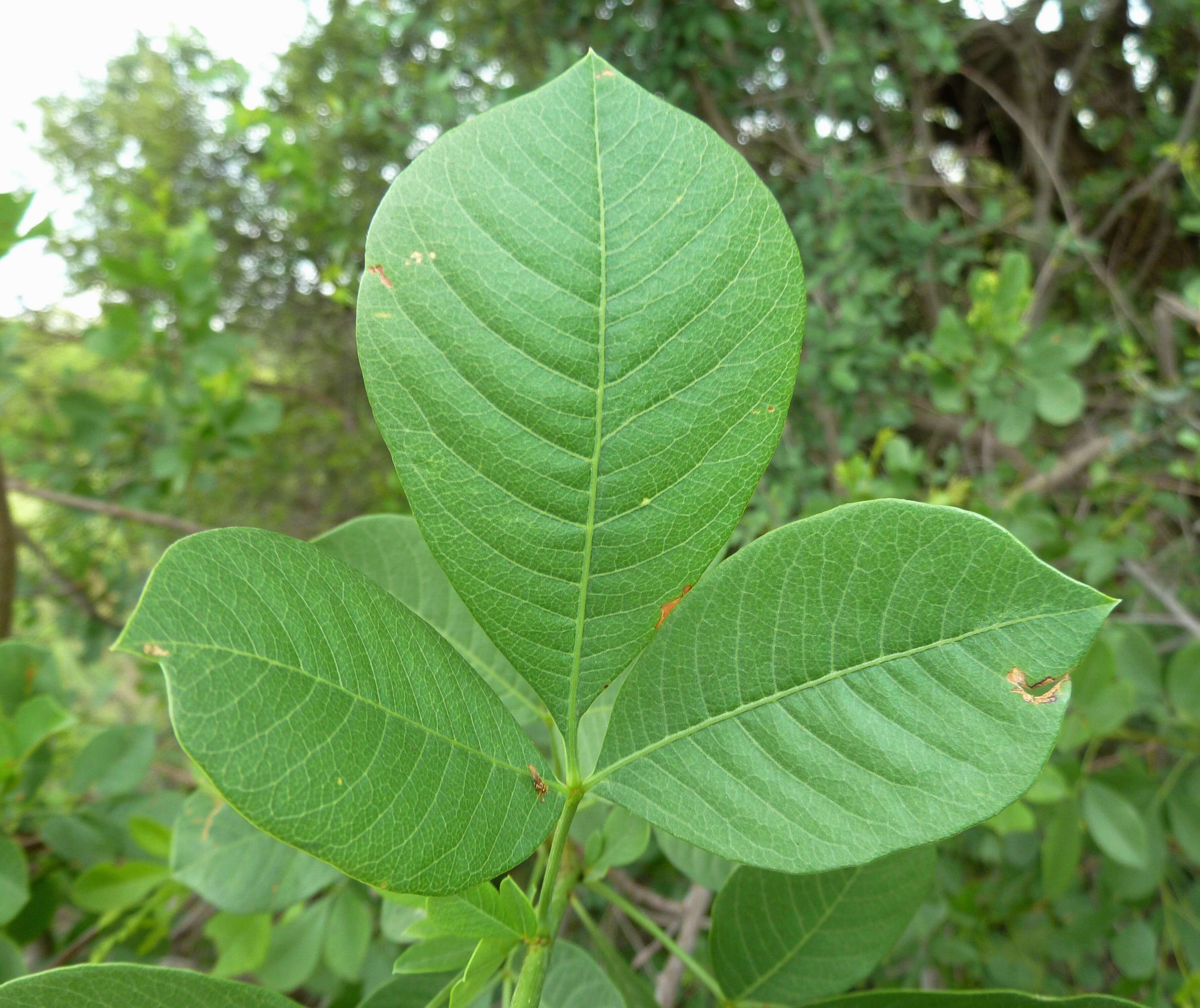 Image of Common taaibos