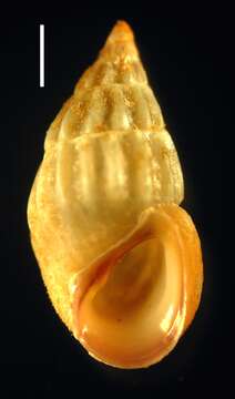 Image of Thick-lipped spire shell