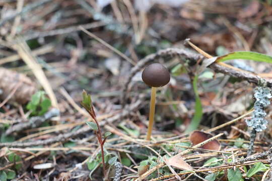 Image of sprucecone cap