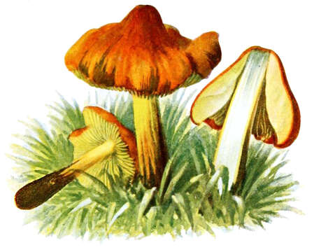 Image de Hygrophore conique