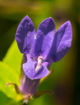 Слика од Lobelia siphilitica L.