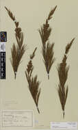 Image of Dracophyllum acerosum Berggr.