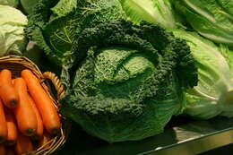 Image of Savoy cabbage