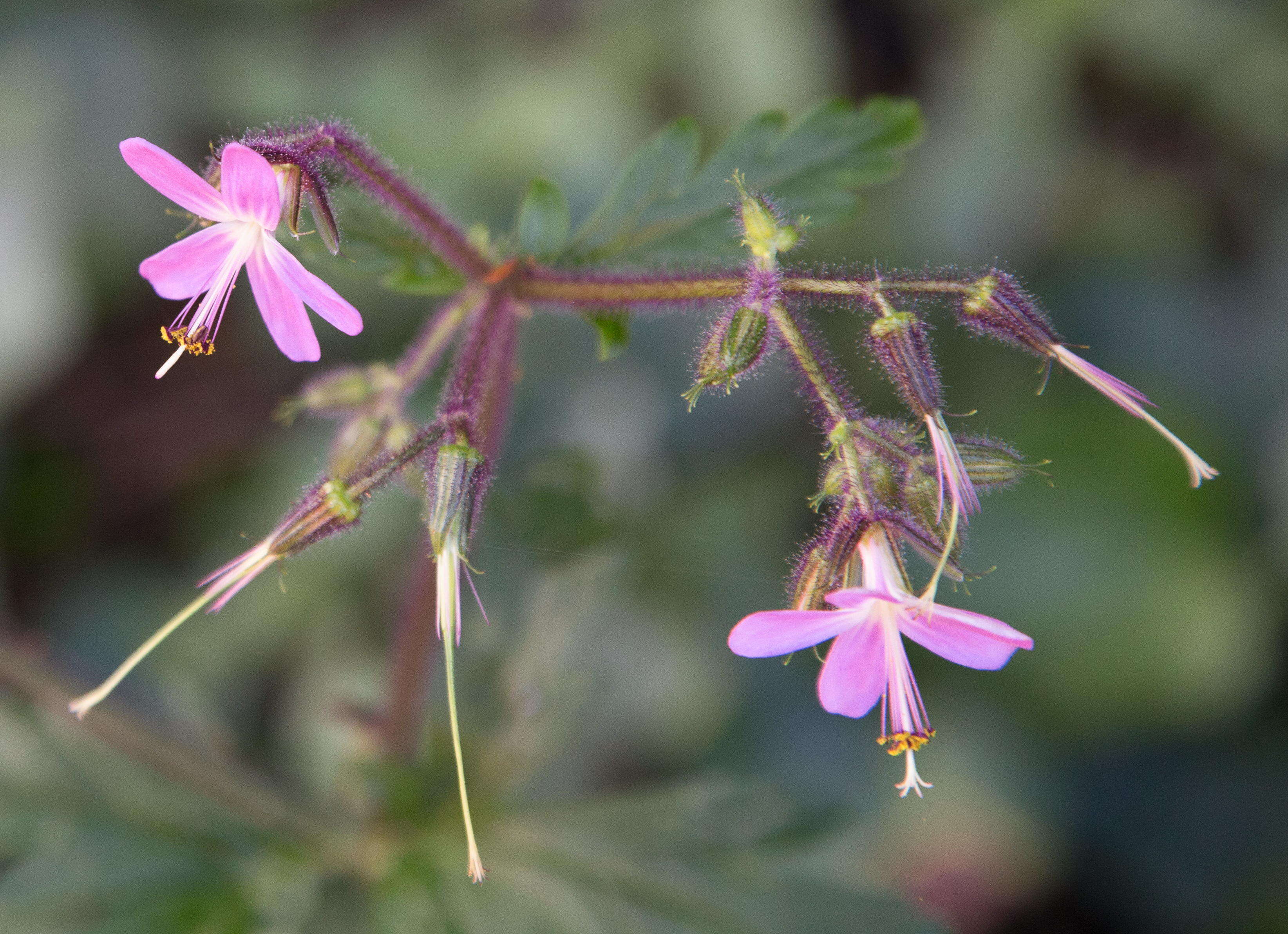 Imagem de Geranium reuteri Aedo & Muñoz Garm.