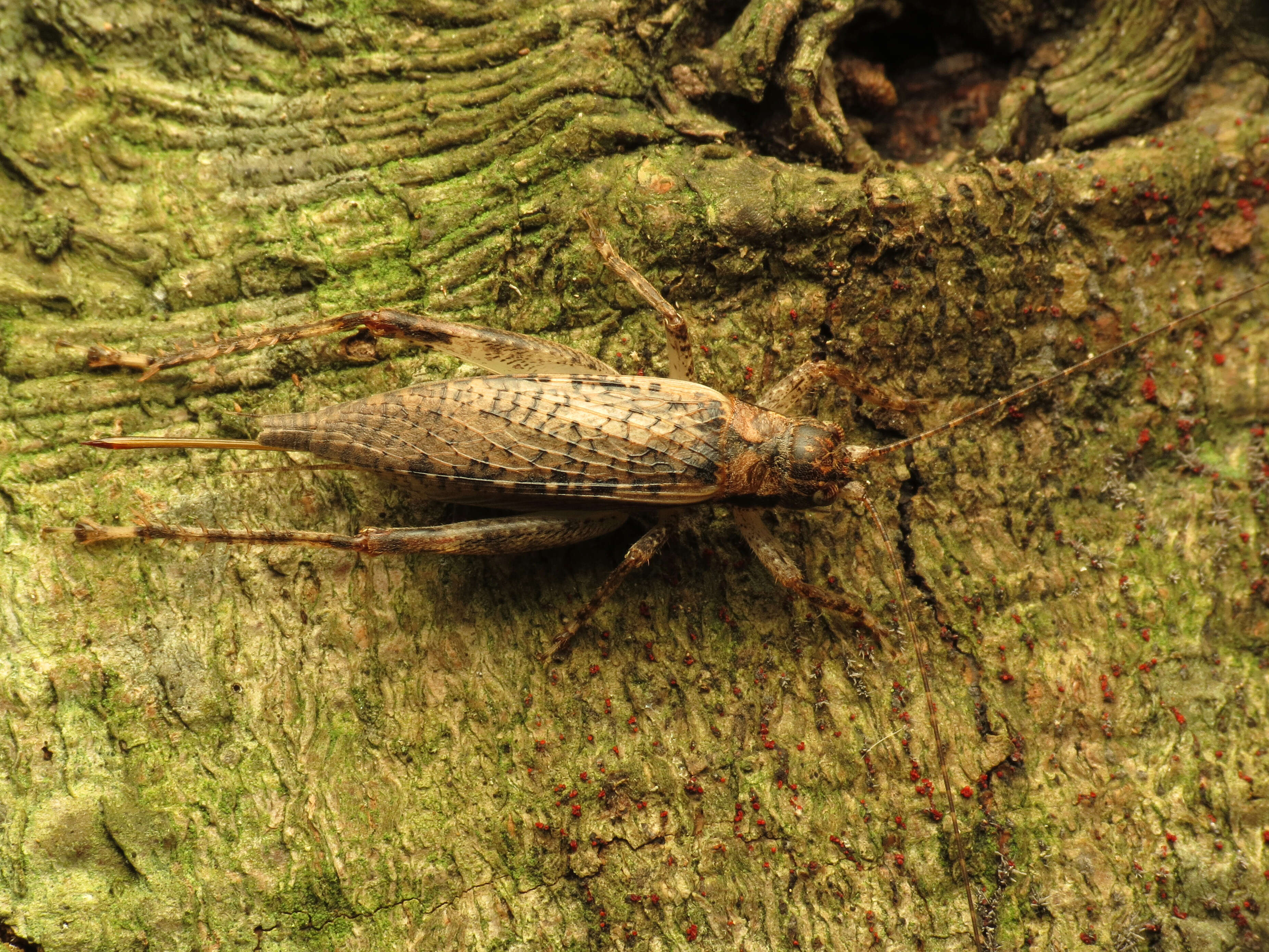 Image de Orocharis saltator