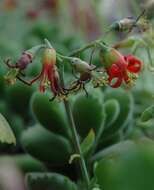 Image of Cotyledon tomentosa Harv.