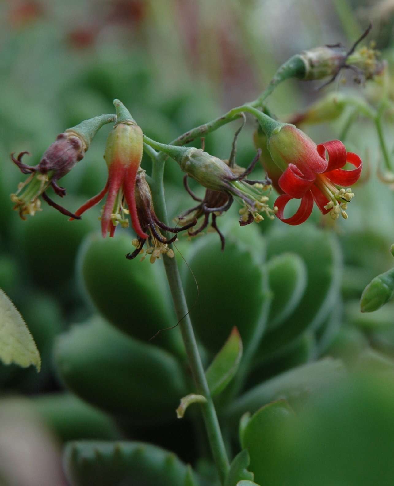 Image of Cotyledon tomentosa Harv.