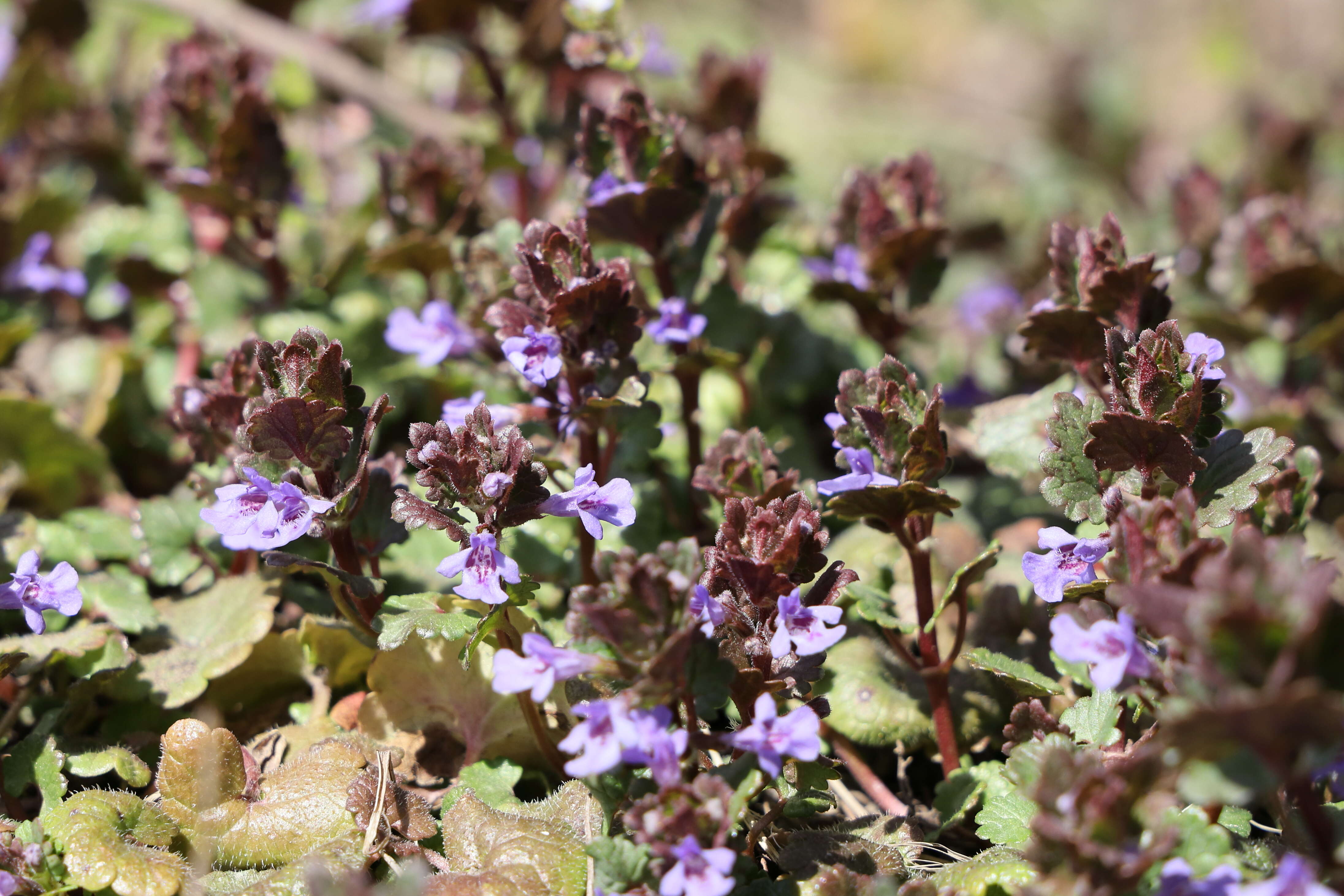 Image of Ground ivy