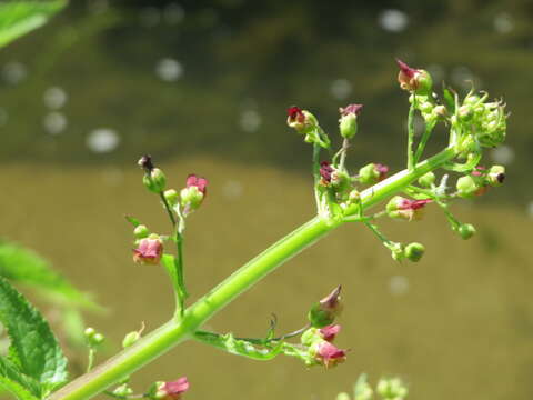 Imagem de Scrophularia umbrosa Dum.