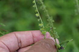 Image of Ceylon hound's tongue