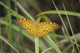 Image of Common Leopard