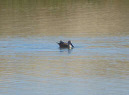 صورة Spatula platalea (Vieillot 1816)