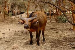 Image of African forest buffalo