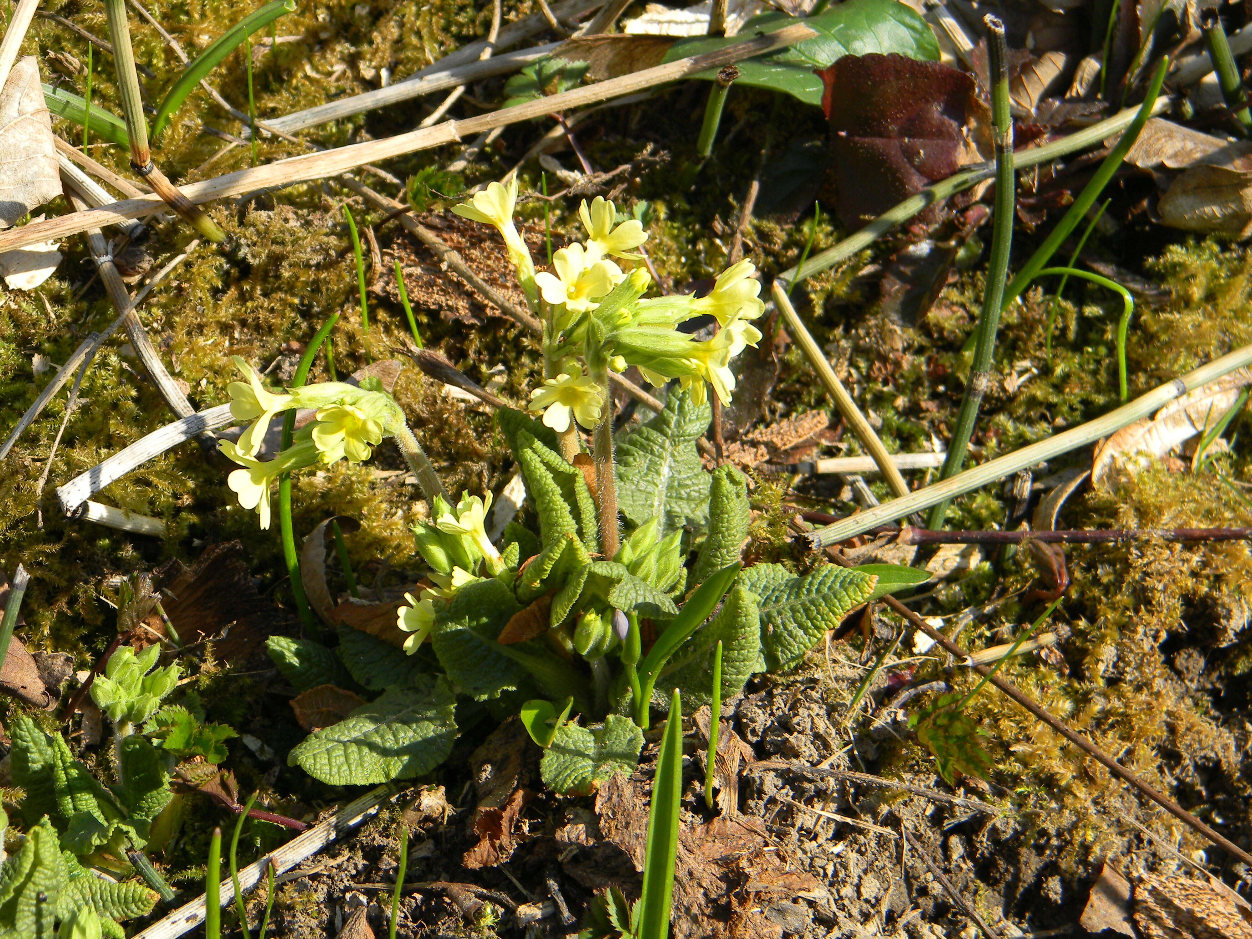 Image of oxlip