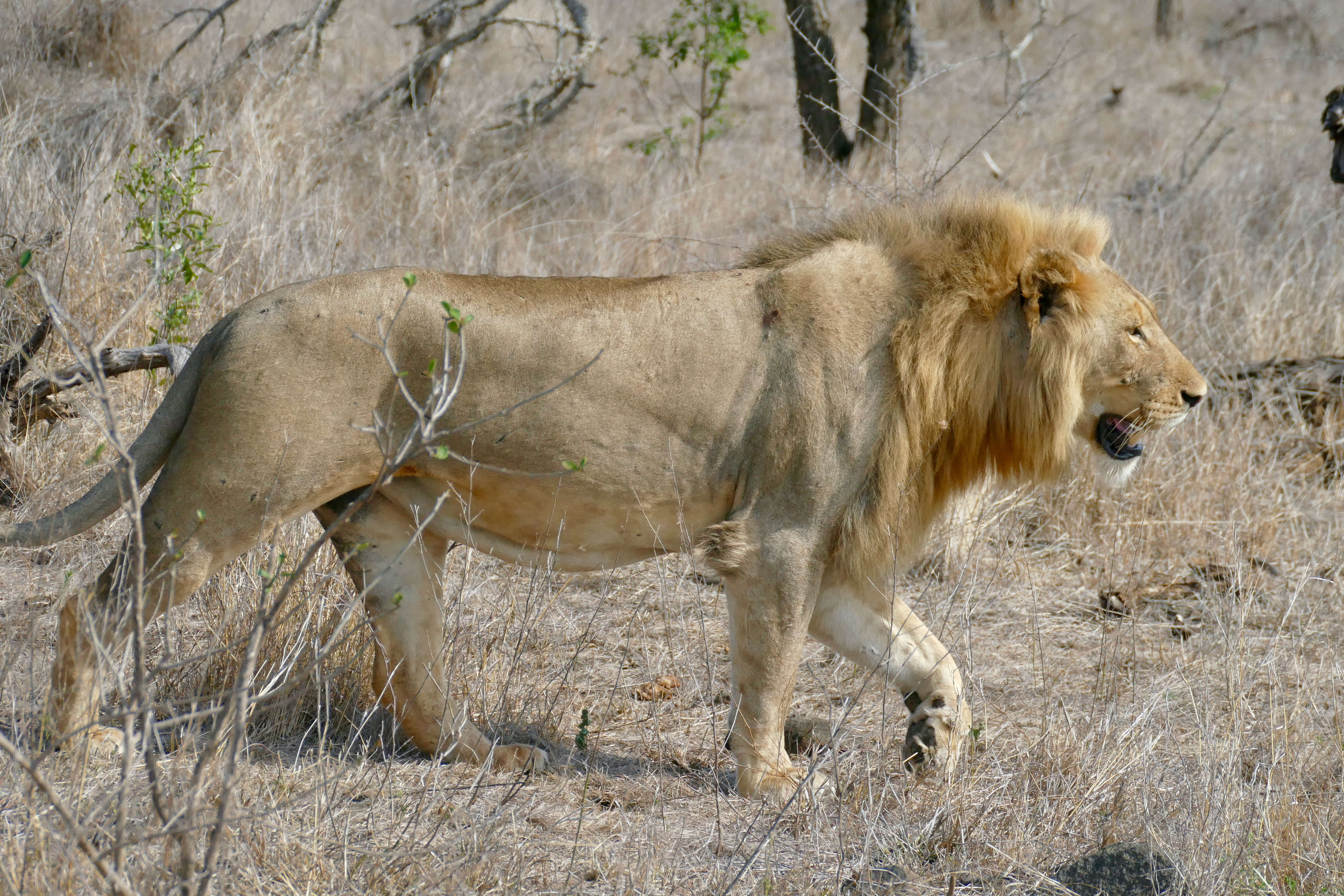 Image of Pantherinae