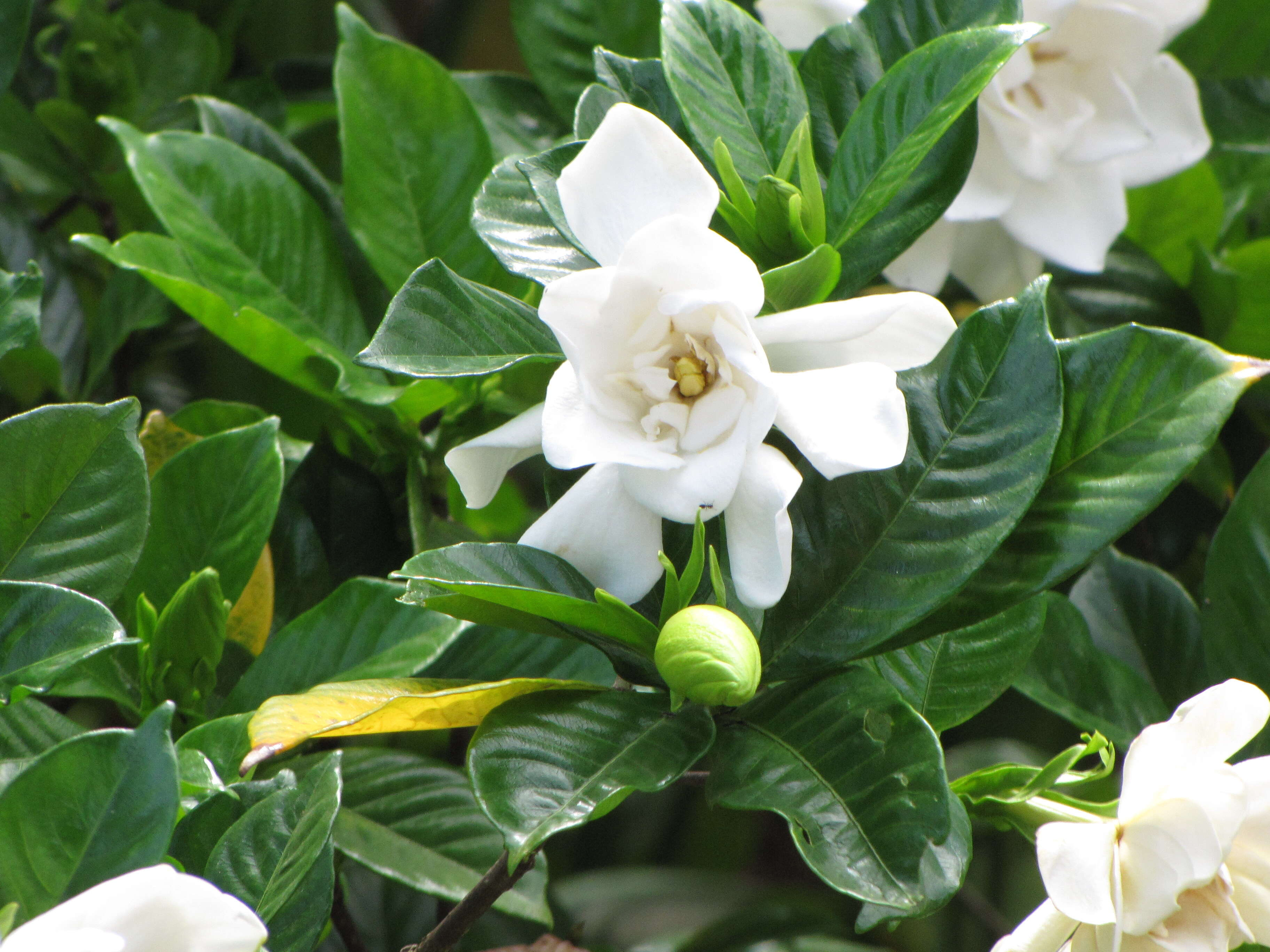 Image of Cape jasmine