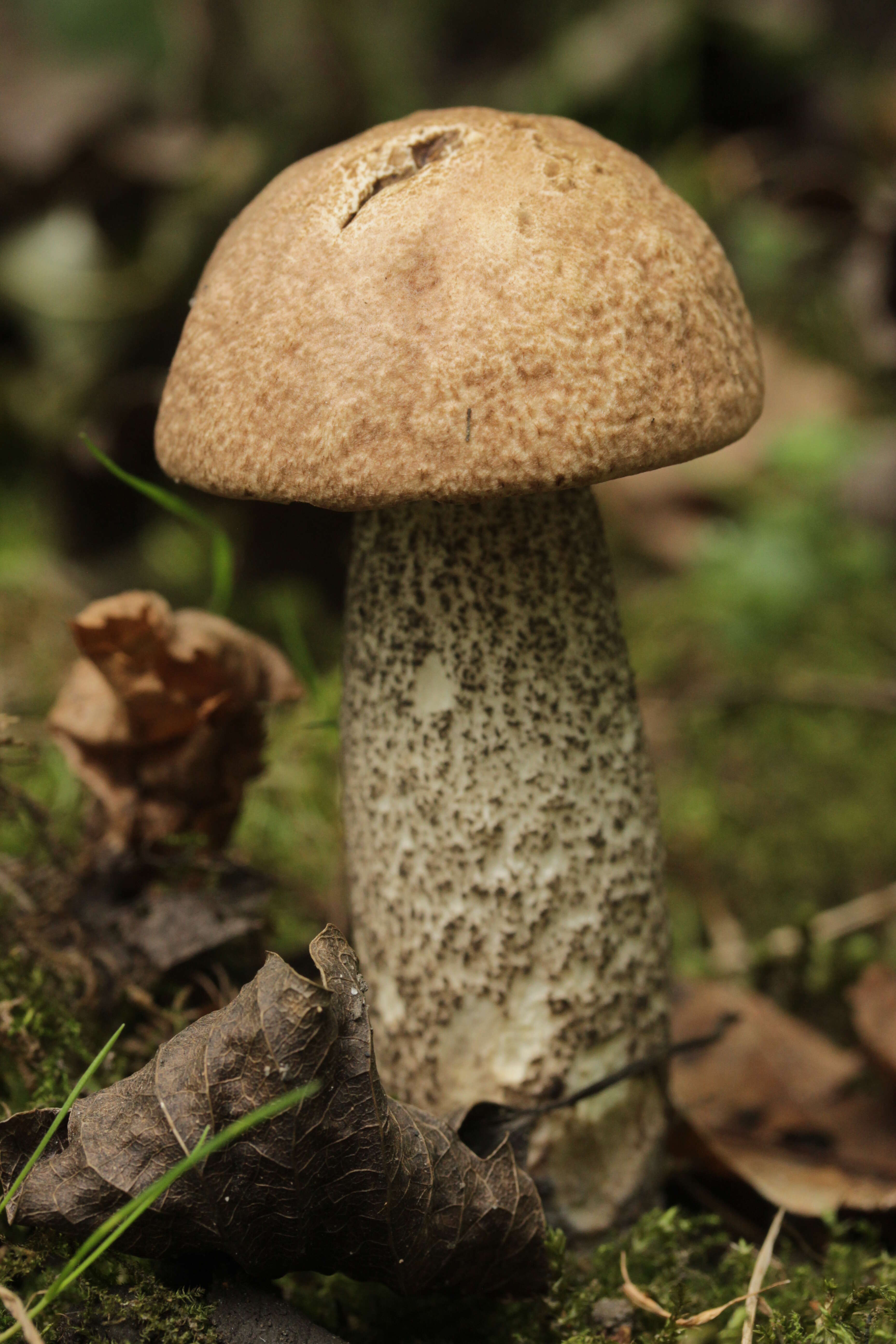 Image of Leccinum scabrum (Bull.) Gray 1821