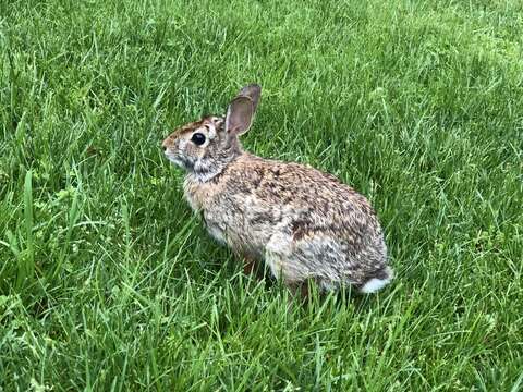 Image of eastern cottontail