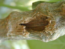 Image of African vine borer