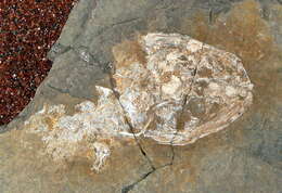 Imagem de Branchiosauridae