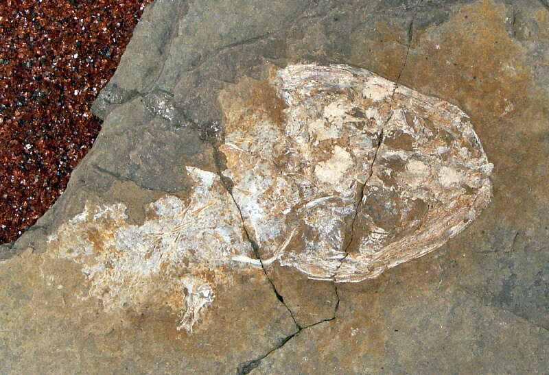 Image of Branchiosauridae