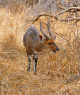 Image of Tragelaphus sylvaticus