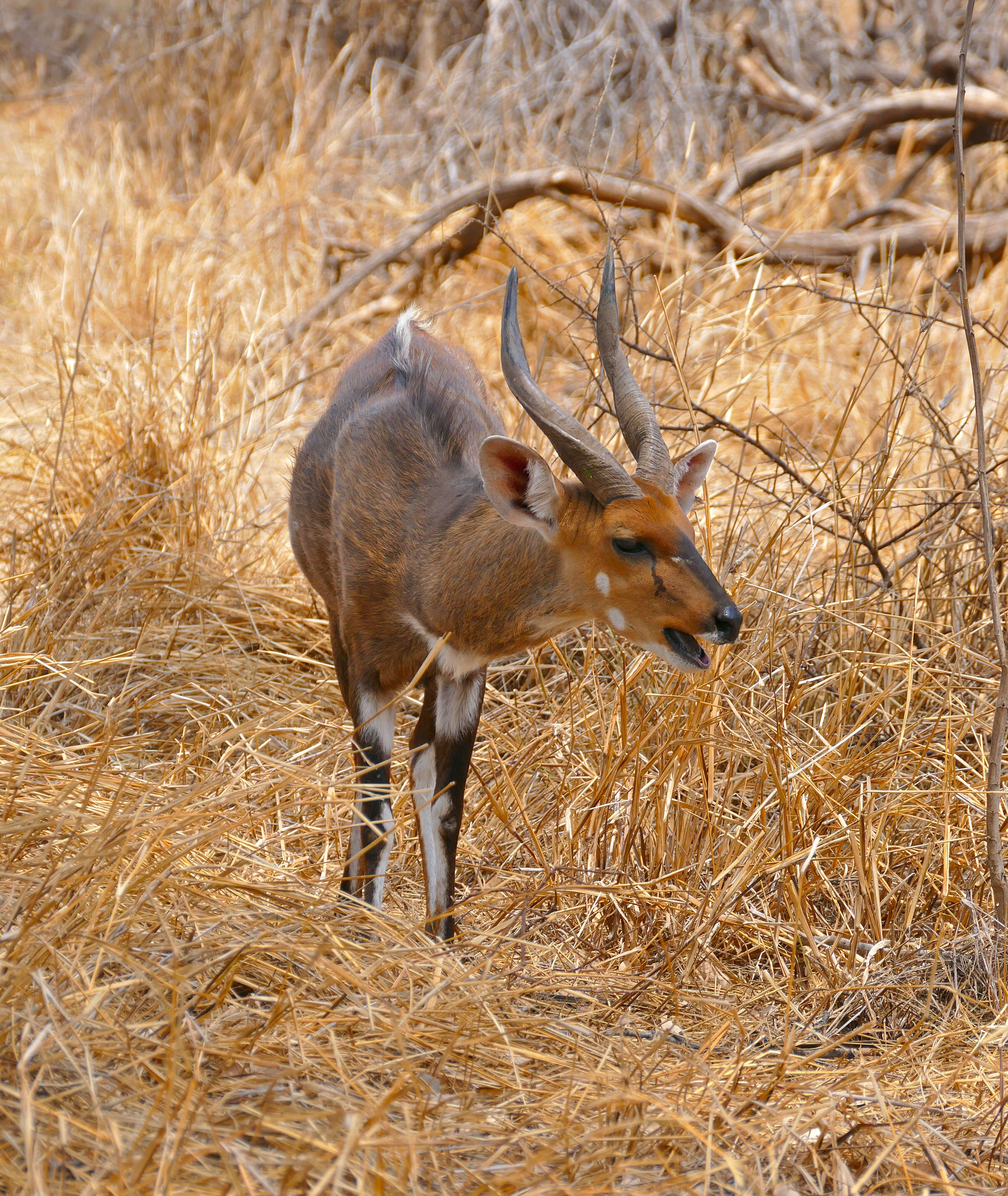 Image of Tragelaphus sylvaticus