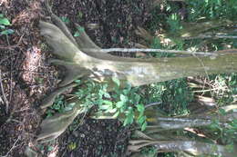 Image of dragonsblood tree