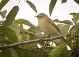 Image of Common Chiffchaff